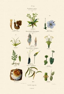 Vegetabilske Familier, 1833-39 af French School